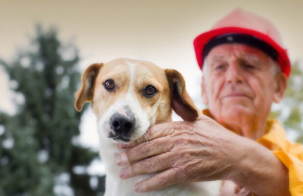 Fire Safety for Pets How to Keep Your Furry Friends Safe