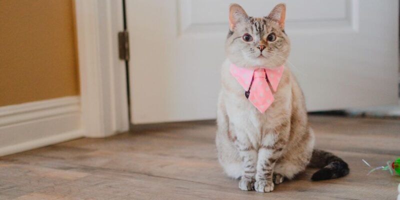 Meet Nala Cat The Instagram Star With a Ton of Fo - Tymoff