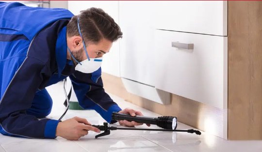 Commercial Pest Control London’s Top Solutions for Businesses