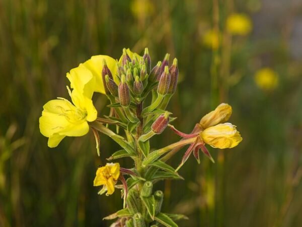 Exploring the Therapeutic Potential of Oenothera Biennis Oil
