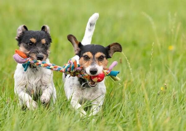 How to Choose the Safest Toys for Your Pet