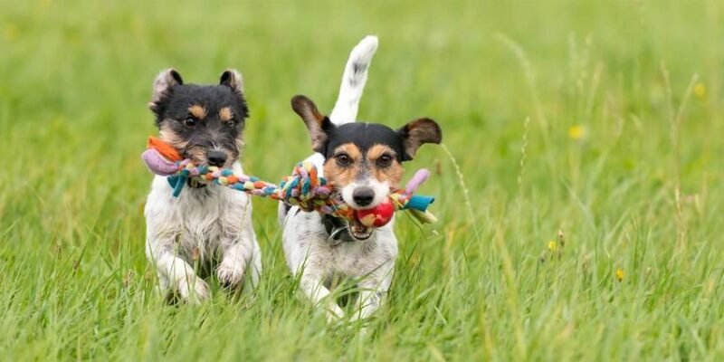 How to Choose the Safest Toys for Your Pet