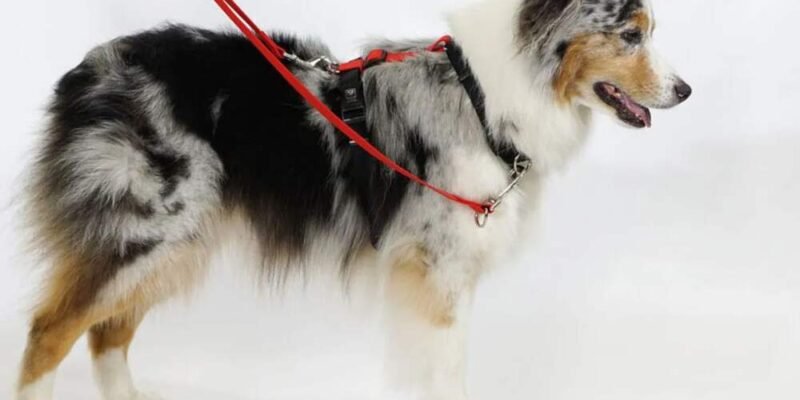 Stroll in Comfort The Best Comfortable Dog Leashes for Daily Walks