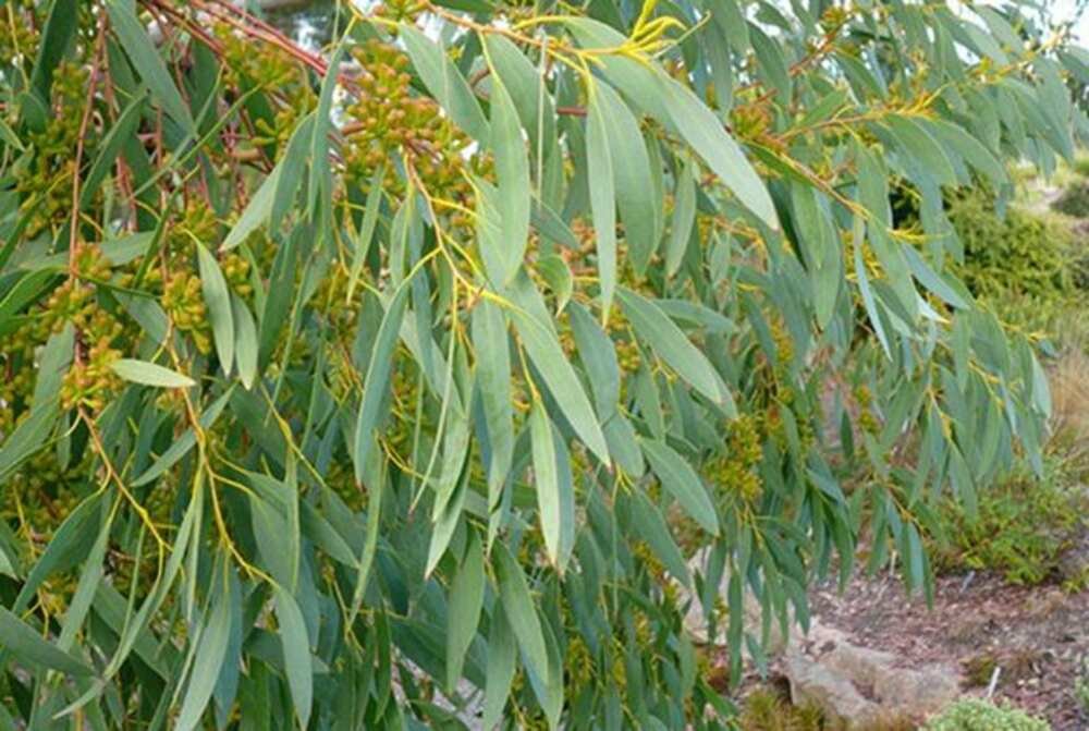 Benefits of Using Eucalyptus Sheets