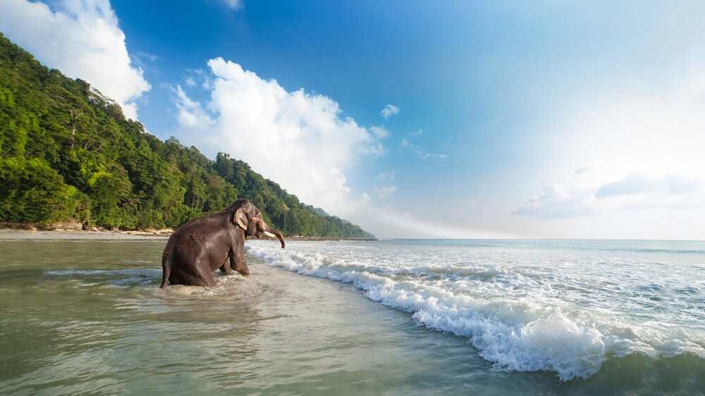 Elephant Beach A Hub for Water Sports Enthusiasts