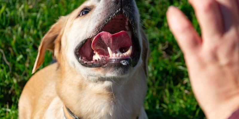 Mistakes to Avoid in a Dog Bite Injury Claim