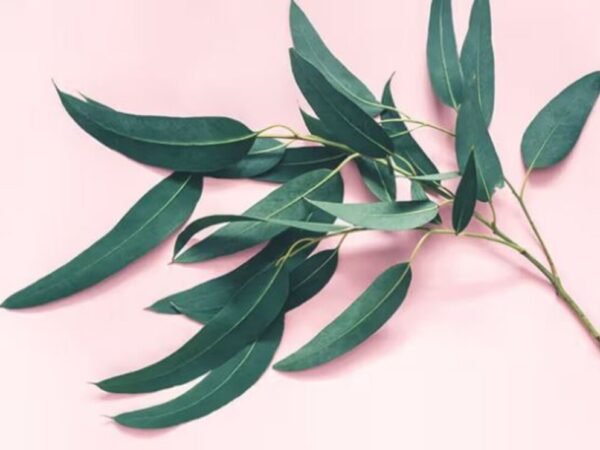 The Science Behind Eucalyptus Sheets How They Work and Why They’re Effective