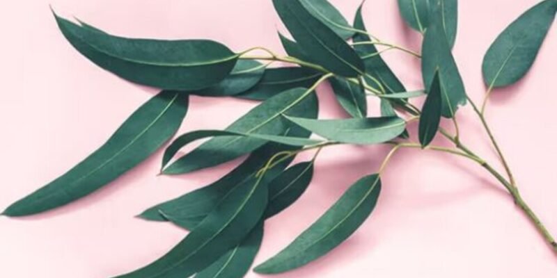 The Science Behind Eucalyptus Sheets How They Work and Why They’re Effective