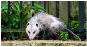 Opossums