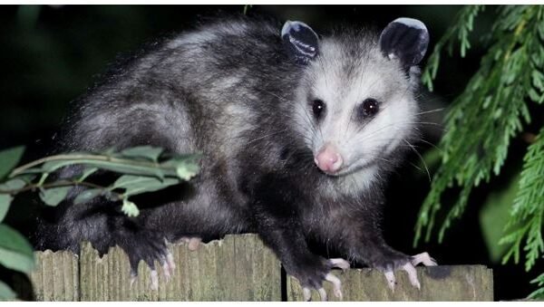 Opossums