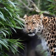 Facts About Leopards Exploring the Lives of These Remarkable Big Cats