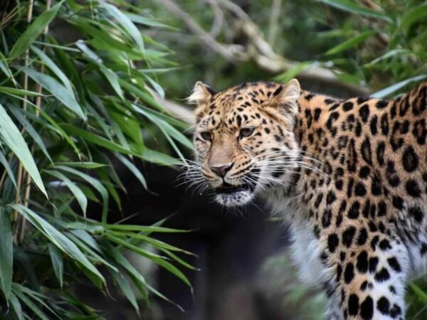 Facts About Leopards Exploring the Lives of These Remarkable Big Cats