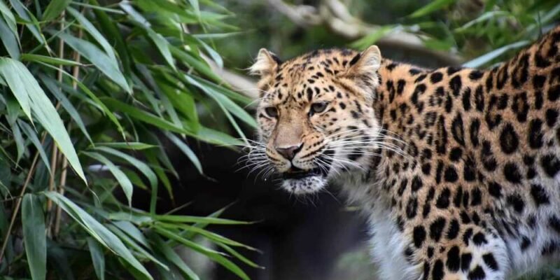 Facts About Leopards Exploring the Lives of These Remarkable Big Cats