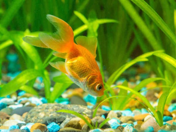 What Do Goldfish Eat Discovering the Ideal Diet for Your Pet Fish