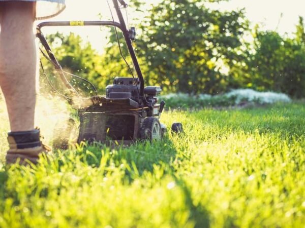 How to Choose the Right Lawn for Your Outdoor Space