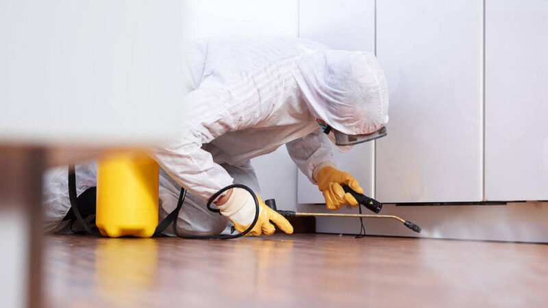 Choosing the Right Pest Control Service What to Look for in a Provider