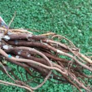 5 Things Everyone Should Know About Bare-Root Planting, according to a Fruit Tree Specialist in Britain