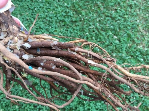 5 Things Everyone Should Know About Bare-Root Planting, according to a Fruit Tree Specialist in Britain