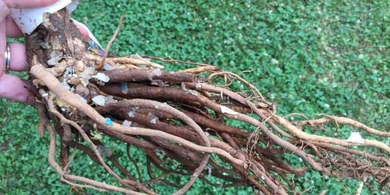5 Things Everyone Should Know About Bare-Root Planting, according to a Fruit Tree Specialist in Britain