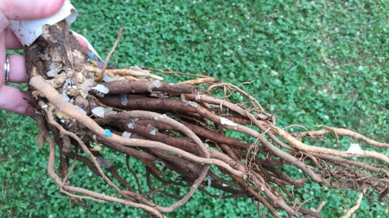 5 Things Everyone Should Know About Bare-Root Planting, according to a Fruit Tree Specialist in Britain